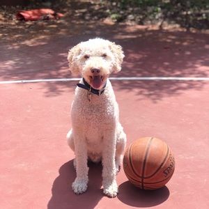 Meet your Posher, Clara